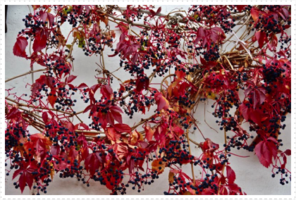 Grape Vines Decorating a Home in Grainau, Bavaria